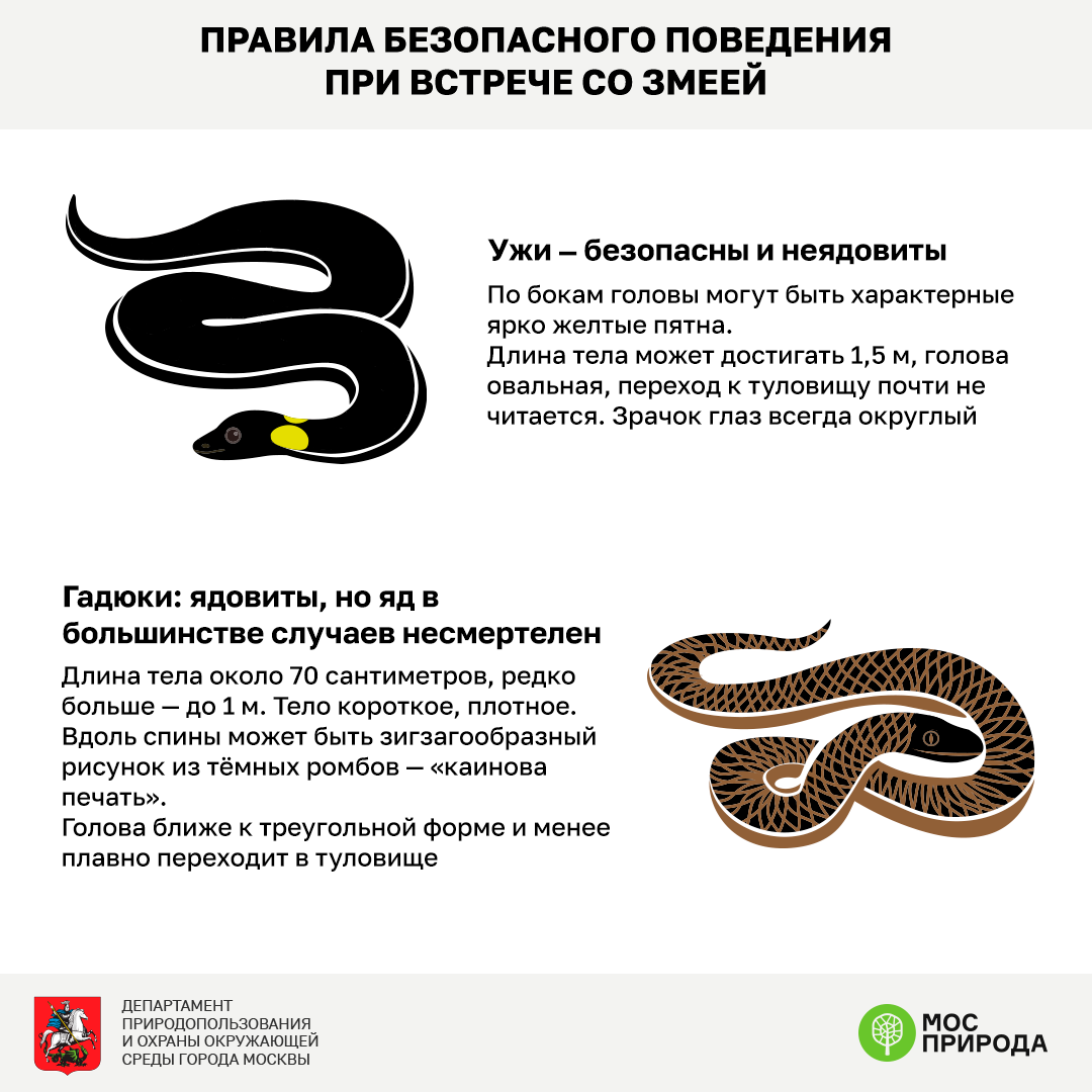 Мосприрода разработала инфографику «Правила поведения при встрече со змеей» - фото 5