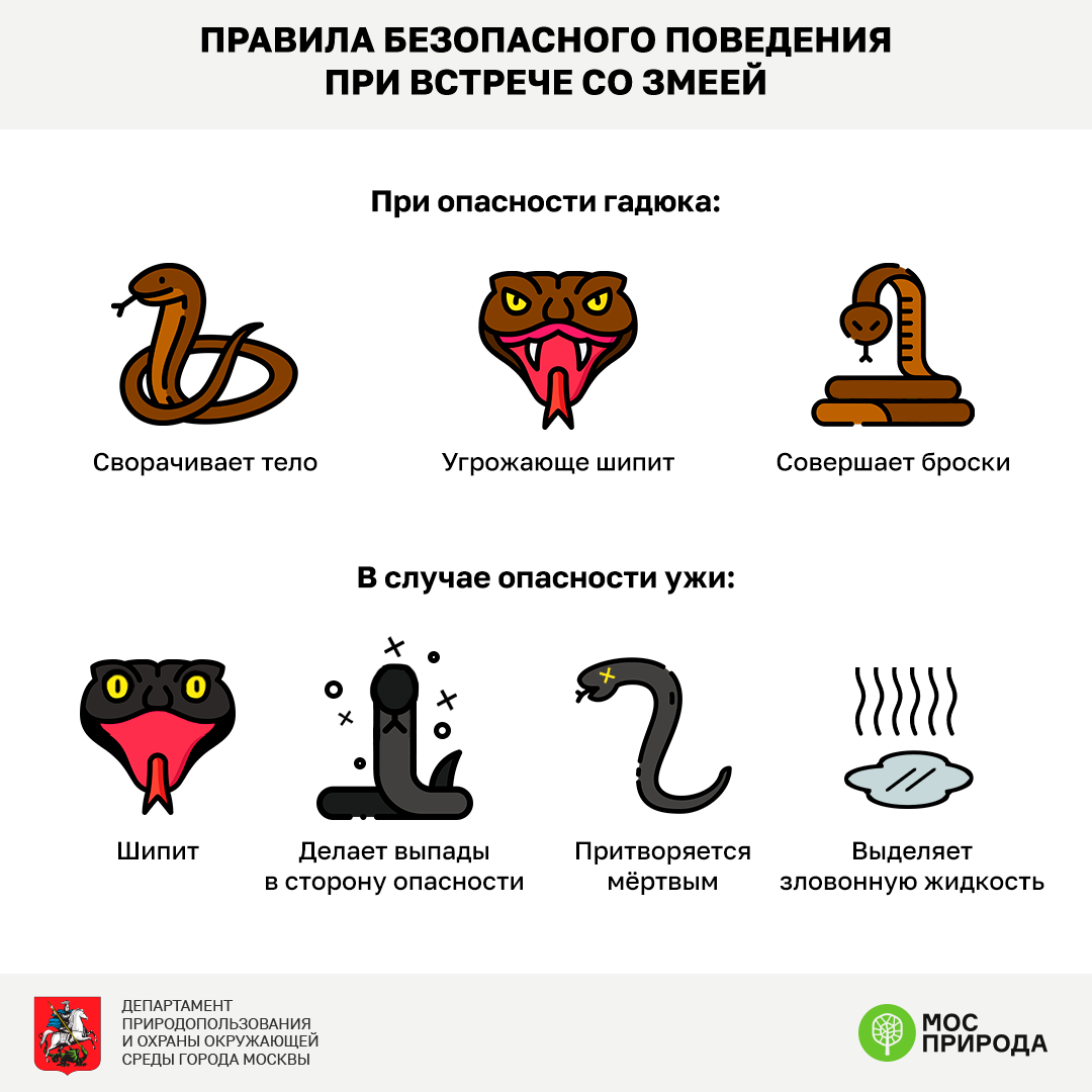 Мосприрода разработала инфографику «Правила поведения при встрече со змеей» - фото 7