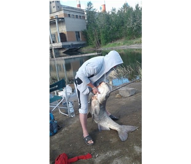 В озере Кенон в Чите выловили толстолобика весом в 36 кг и длиной более метра - фото 1