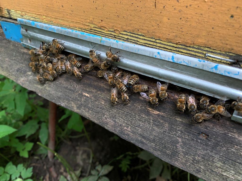На «Царской пасеке» в пчелиные семьи подсадили новых маток  - фото 4