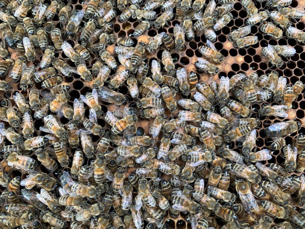 На «Царской пасеке» в пчелиные семьи подсадили новых маток  - фото 1