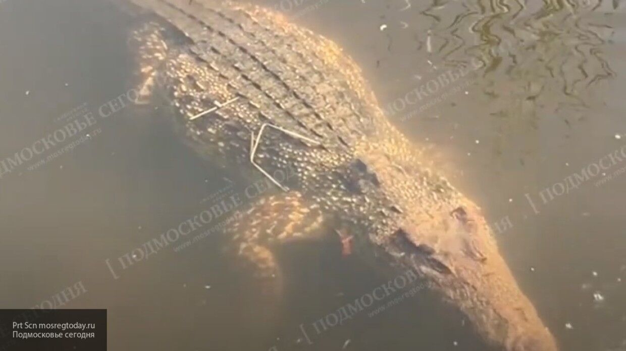 В подмосковной реке Вьюнка рыболов выловил крупного крокодила (видео) - фото 1