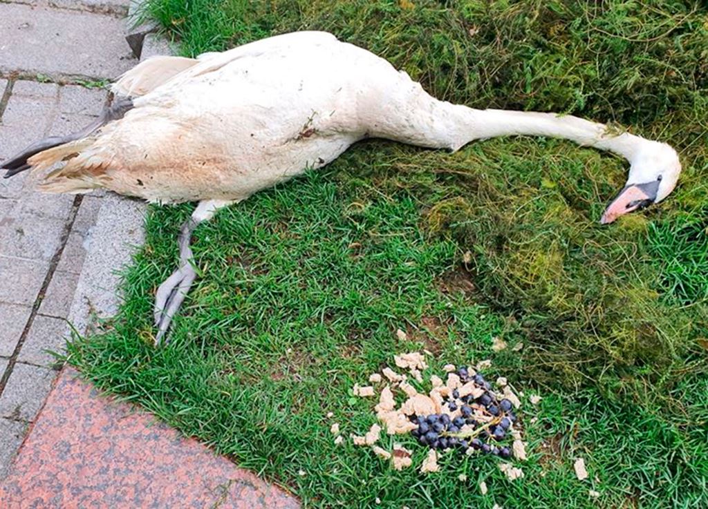 В Москве убили лебедя на Патриарших прудах - фото 1