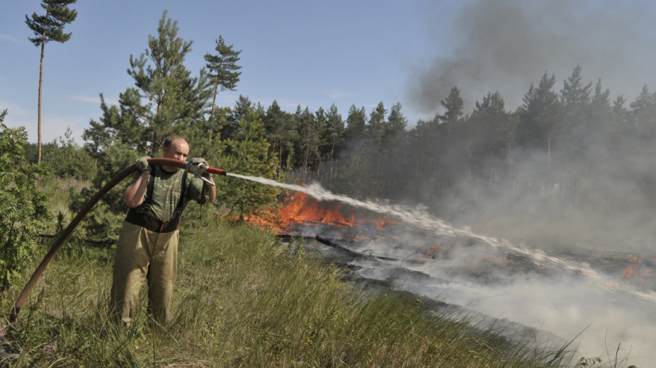 В Воронежской области за сутки сгорели 110 га леса - фото 1