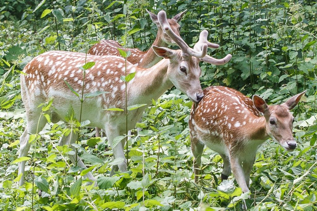 Вольерный комплекс «Дом лани» открылся  - фото 4