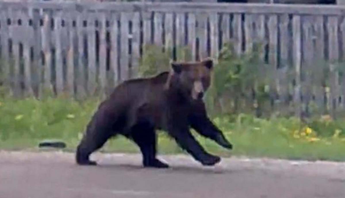 В центре одного из городов Карелии застрелили медведя - фото 1