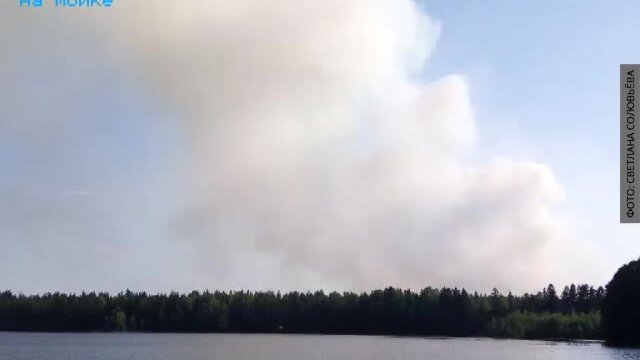 В Ленобласти потушили лесной пожар вблизи военного полигона: причина - незаконный пал травы - фото 1