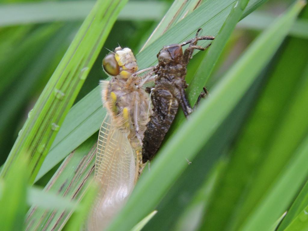 На московских прудах древнейшие насекомые начали расправлять крылья - фото 1