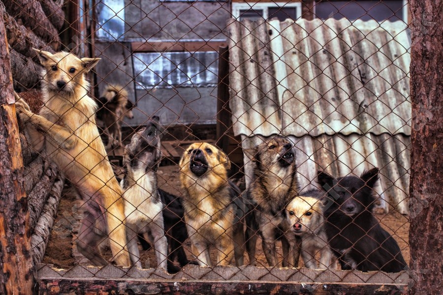 «Они отгрызают себе лапы». Почему в Барнауле приюты отпускают собак, а закон о домашних животных требует доработки - фото 1