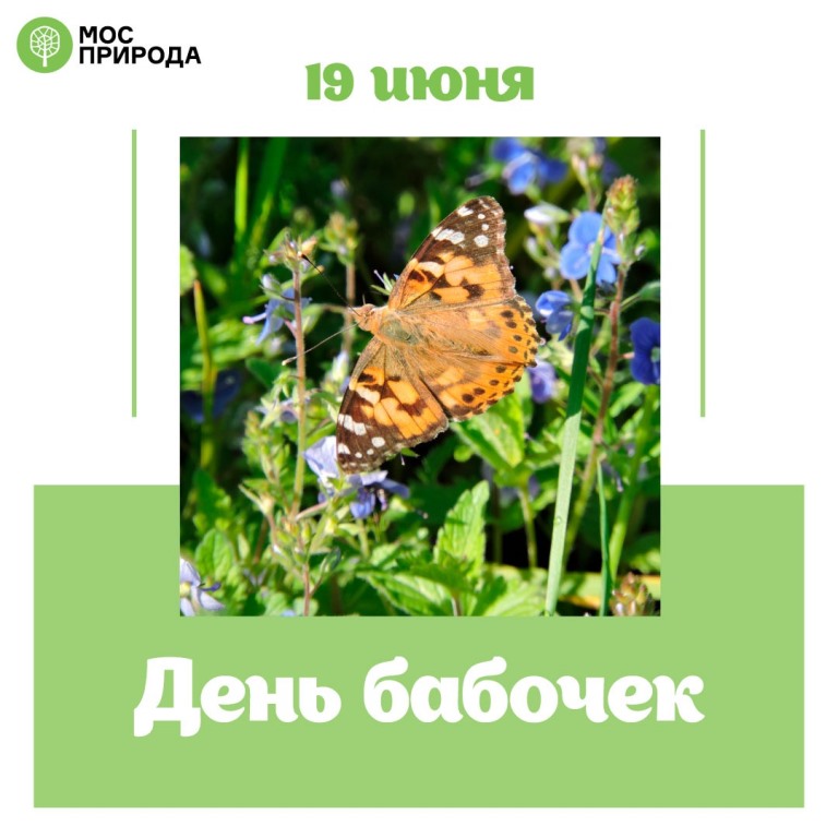 Сенница и репейница: 19 июня бабочки - героини дня - фото 1