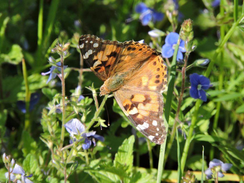 Сенница и репейница: 19 июня бабочки - героини дня - фото 4