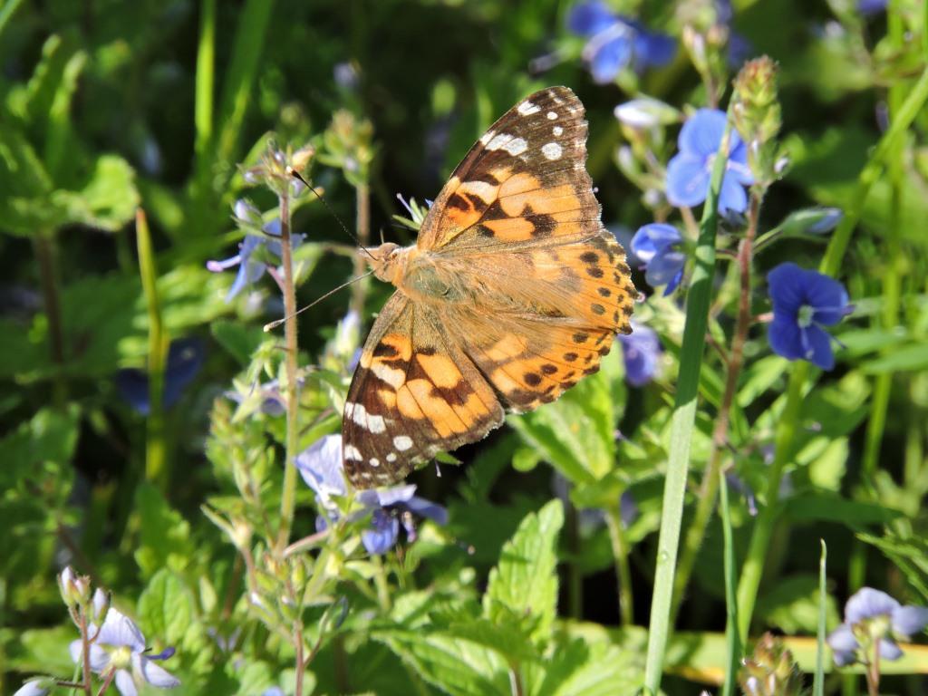 Сенница и репейница: 19 июня бабочки - героини дня - фото 5