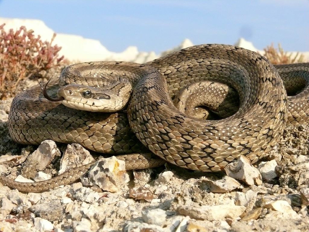 Волгоградцы массово истребляют змей в Волго-Ахтубинской пойме - фото 1