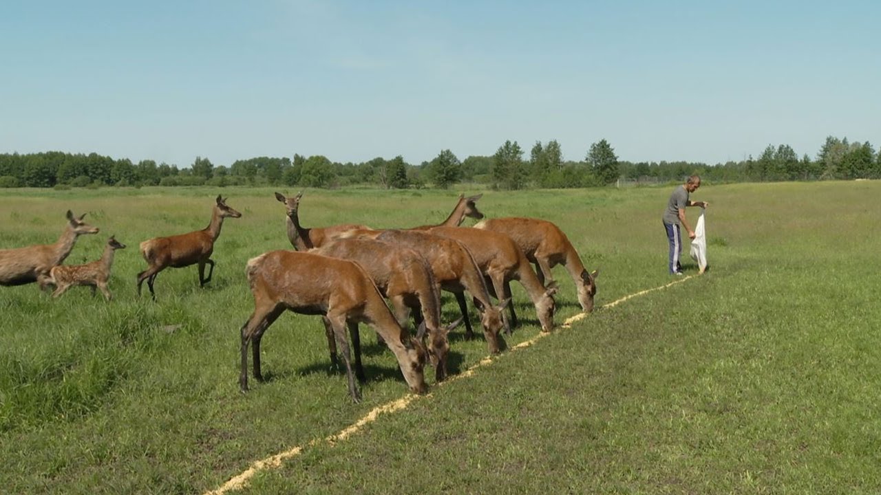 Фермер из Тамбовской области занимается разведением оленей (видео) - фото 1