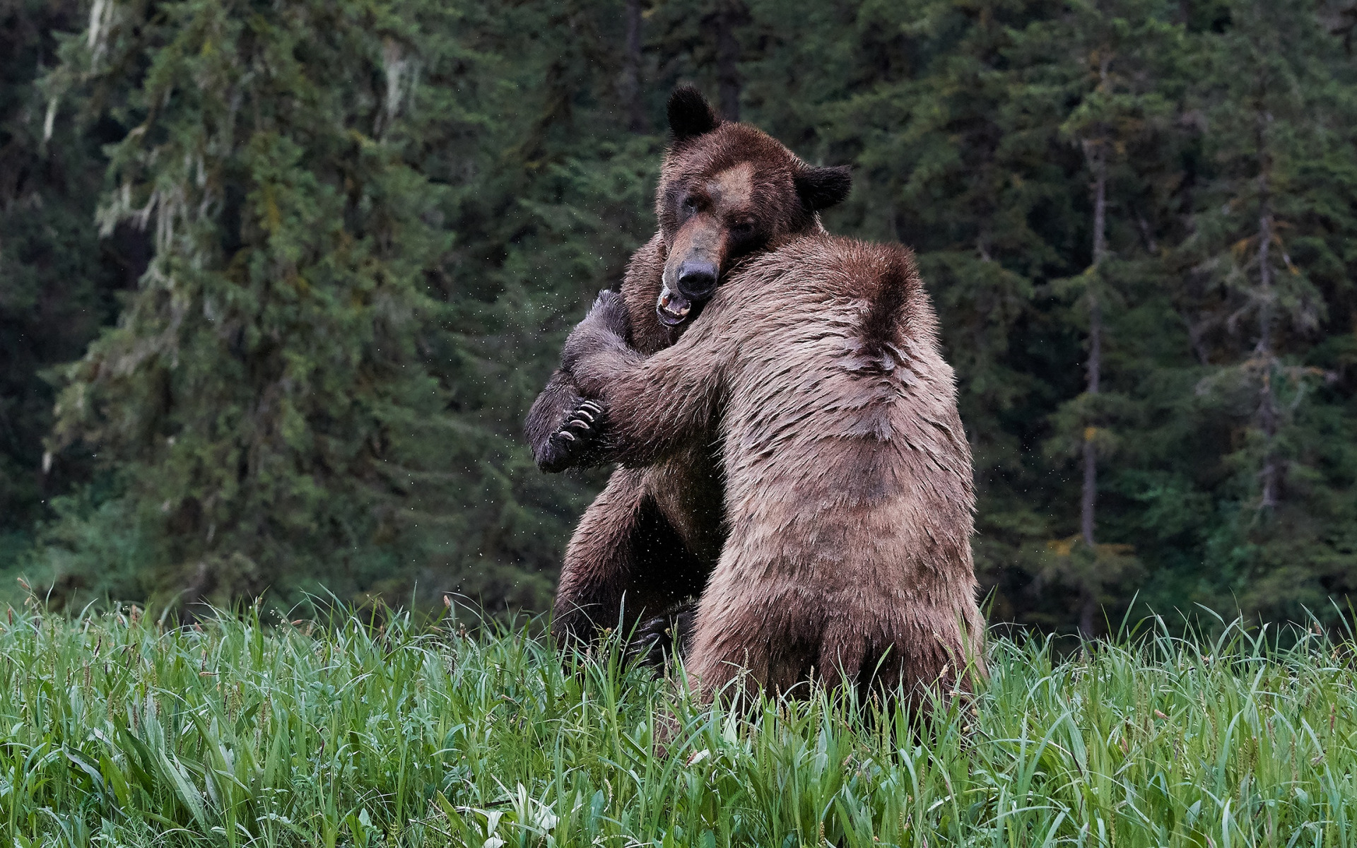 Медведи из России и Китая подрались на границе (видео) - фото 1