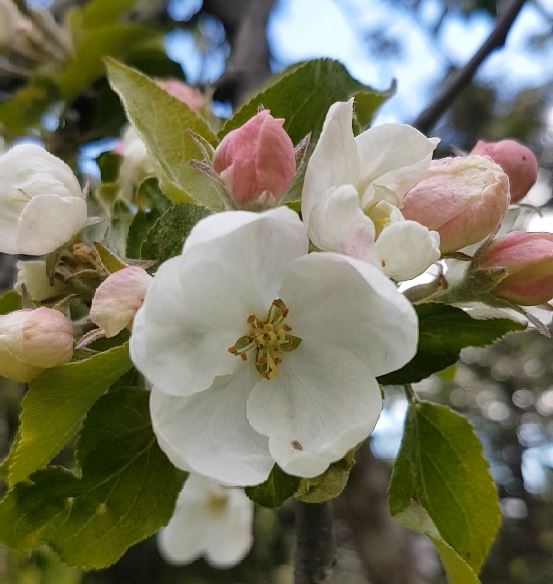 Расцветали яблони и груши: как отличить эти виды деревьев друг от друга? - фото 1