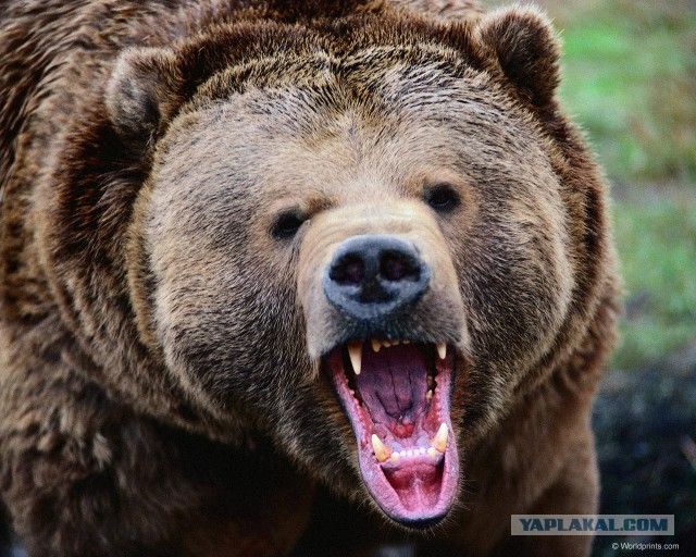 Медведь растерзал мужчину на Камчатке - фото 1