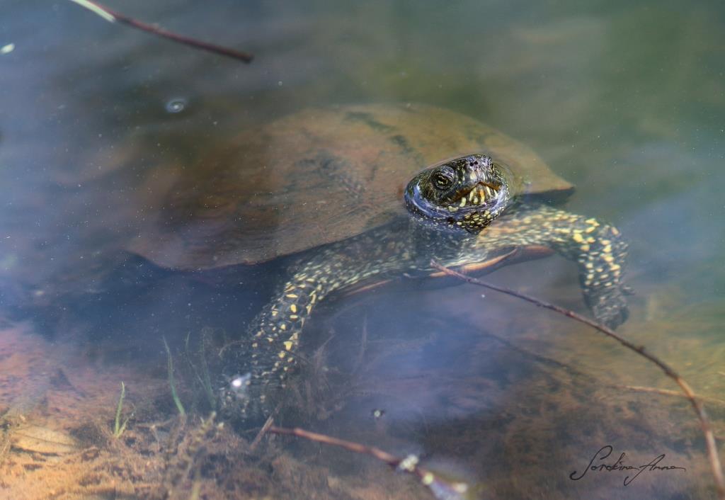 Черепашье царство: в водоемах природных территорий Москвы живут черепахи  - фото 2