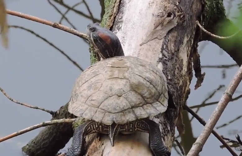 Черепашье царство: в водоемах природных территорий Москвы живут черепахи  - фото 5