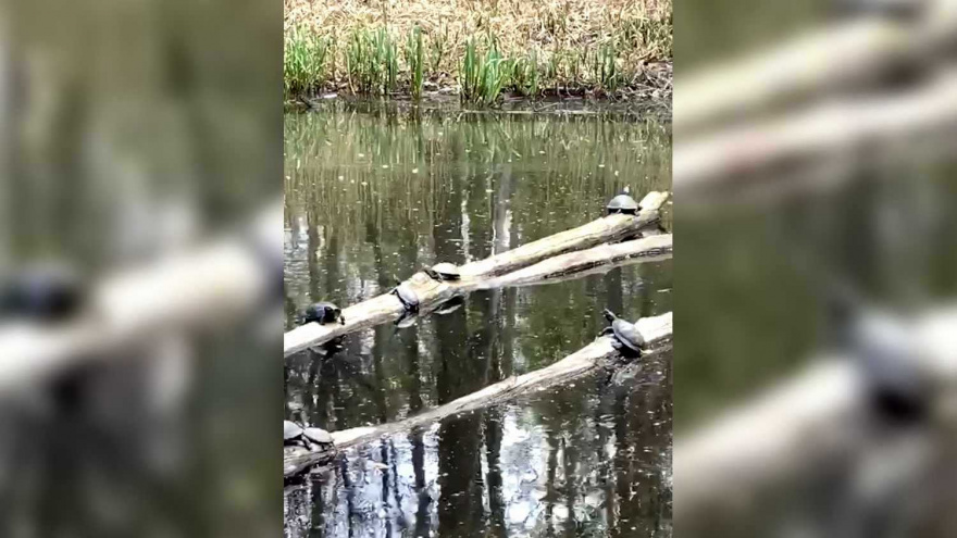 О небывалом нашествии черепах на лесном озере сообщают воронежцы - фото 1