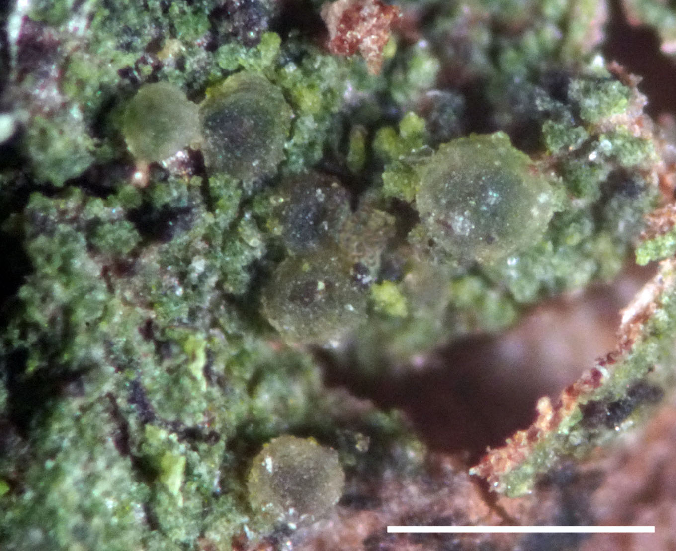 Urbanavichus Figure 1. Gyalidea minuta
