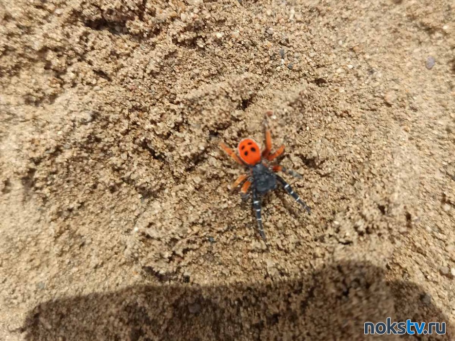 На детской площадке Новотроицка в песочнице обнаружили опасного ядовитого паука - фото 2