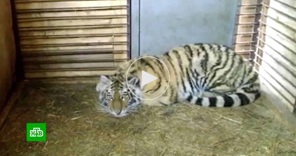 Зоологи Приморья выясняют, почему у дикого тигренка слишком спокойный нрав - фото 1