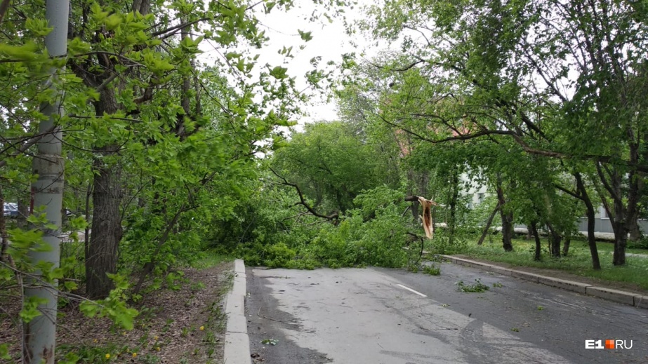 Ураган в Екатеринбурге.. Погибли люди, тысячи домов без электроснабжения, деревья вырывало с корнем…(фото, видео) - фото 21