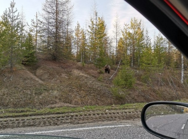 Косолапые медведи шляются по улицам городов и поселков России, нарушая самоизоляцию… - фото 2
