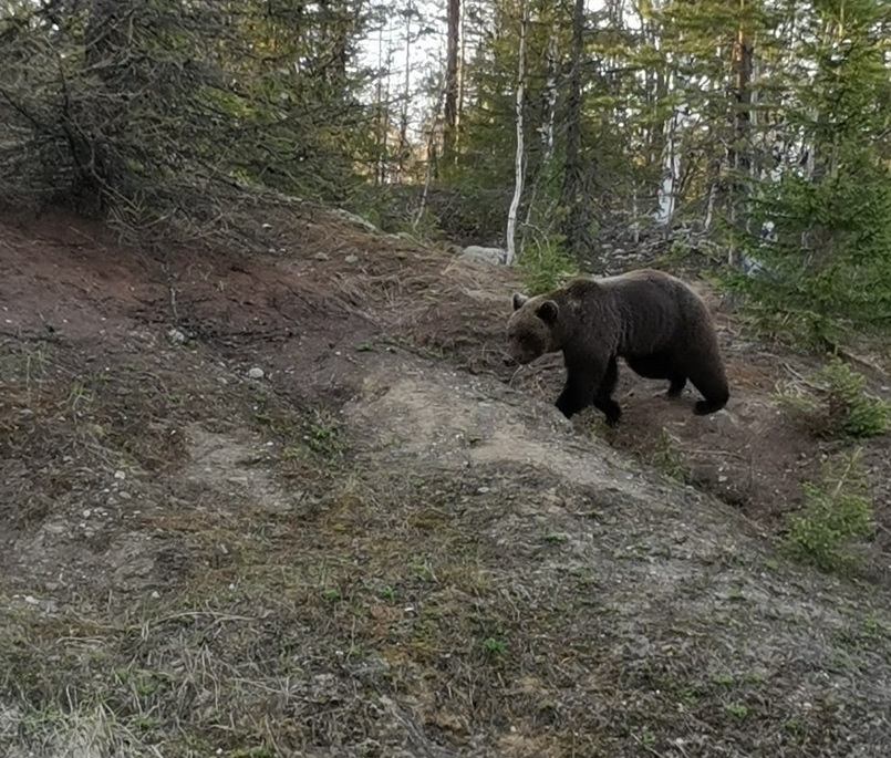 Косолапые медведи шляются по улицам городов и поселков России, нарушая самоизоляцию… - фото 3