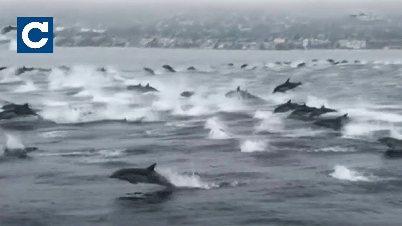 К побережью Калифорнии приплыли сотни дельфинов: видео - фото 1