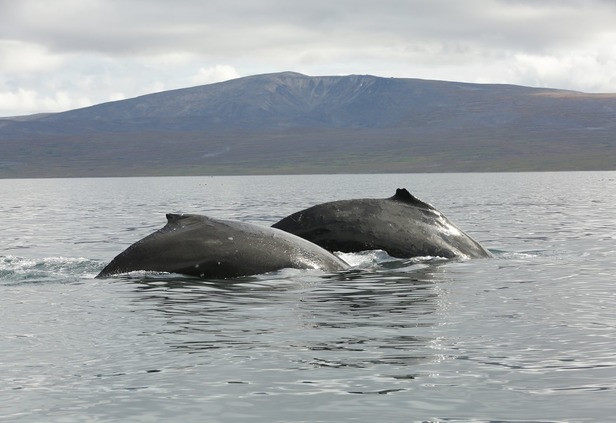 Новые исследования WWF на Чукотке помогут защитить серых китов - фото 2