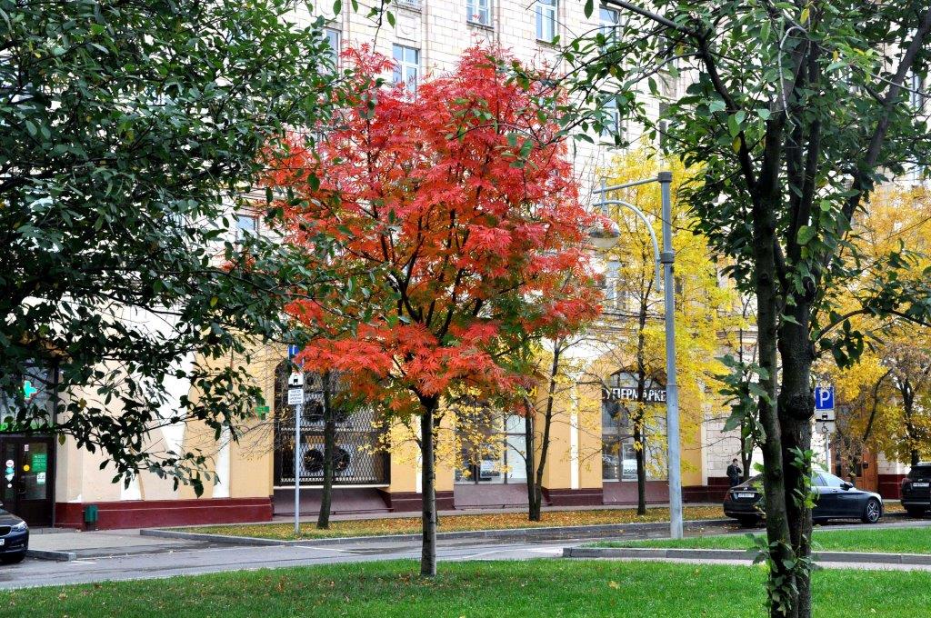 Воскресная прогулка по осенней Москве - фото 2