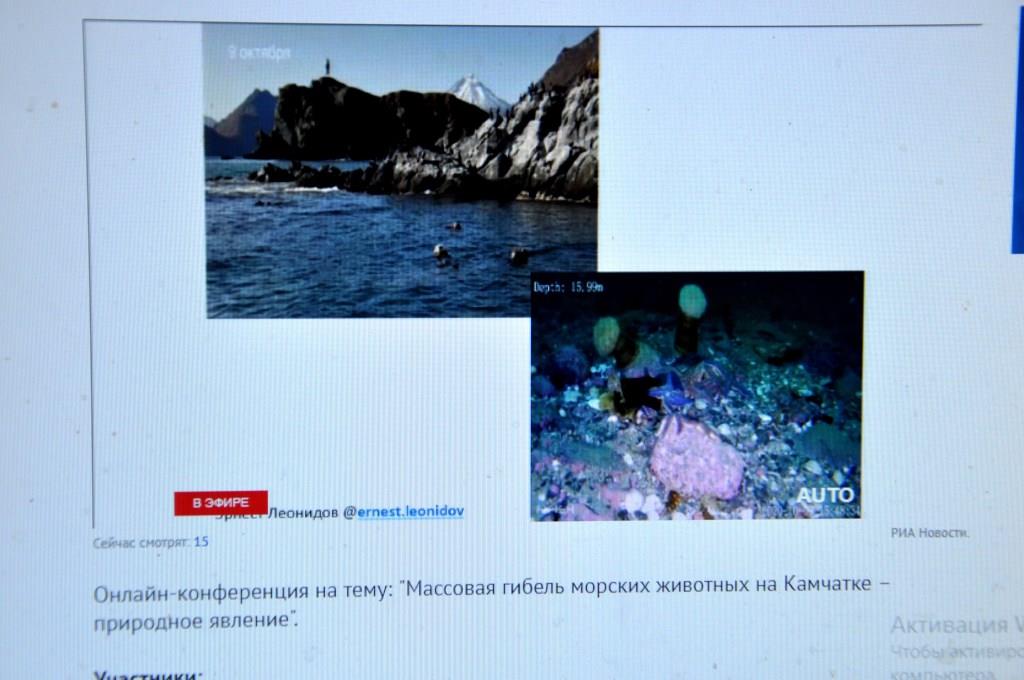 Массовая гибель морских животных на Камчатке – природное явление - фото 5