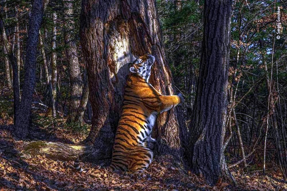 Тигра застали у дерева посланий - фото 3