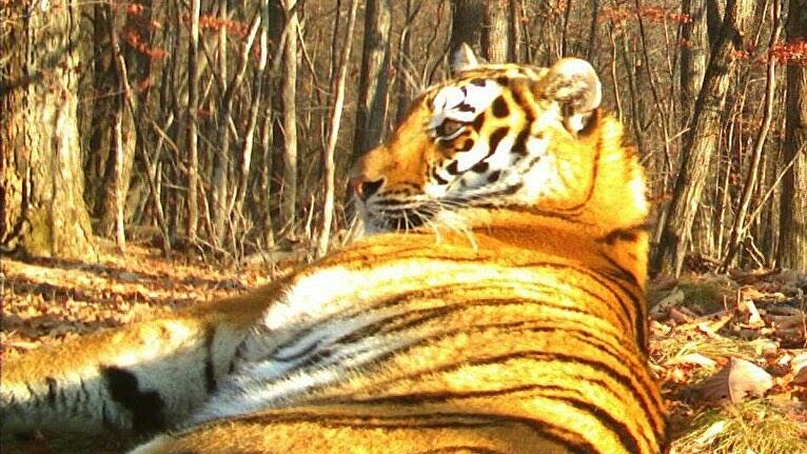 Тигра застали у дерева посланий - фото 1