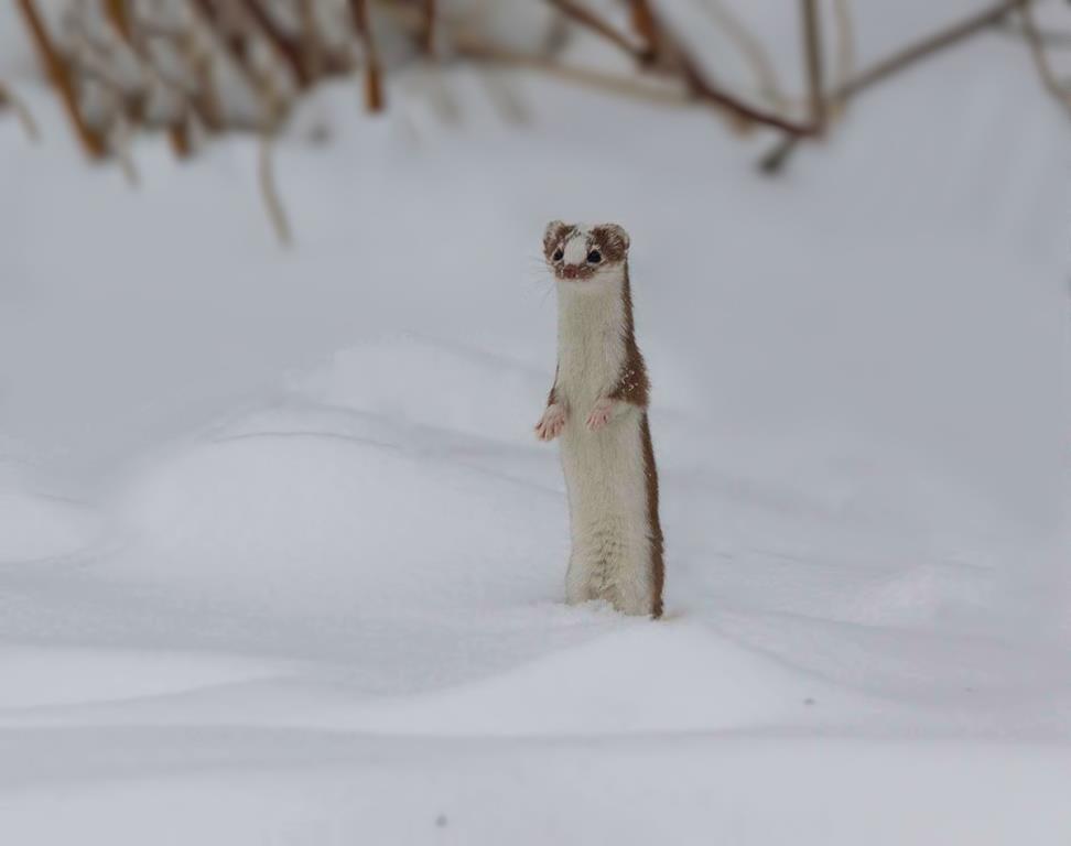 Животные Москвы готовят новые шубки к зиме: одни меняют окрас, а другие «утепляются»  - фото 9
