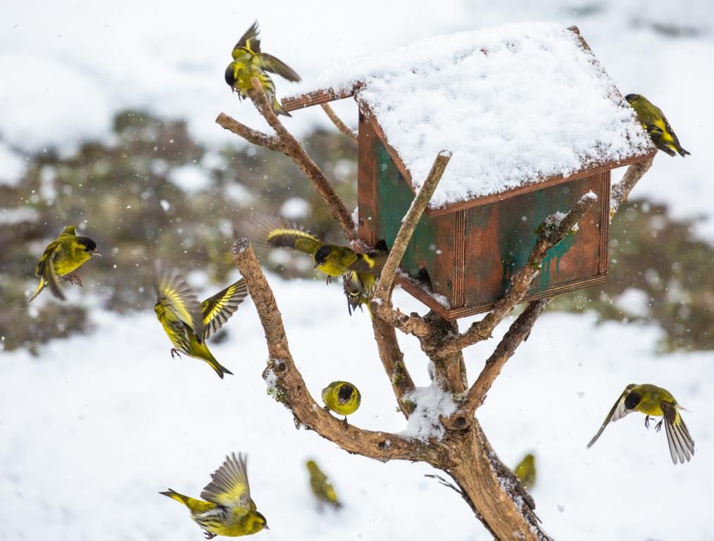 «Птица синица»: в Мосприроде стартует акция, посвященная зимней подкормке птиц - фото 4