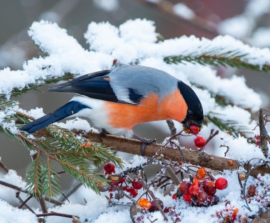 «Птица синица»: в Мосприроде стартует акция, посвященная зимней подкормке птиц - фото 5