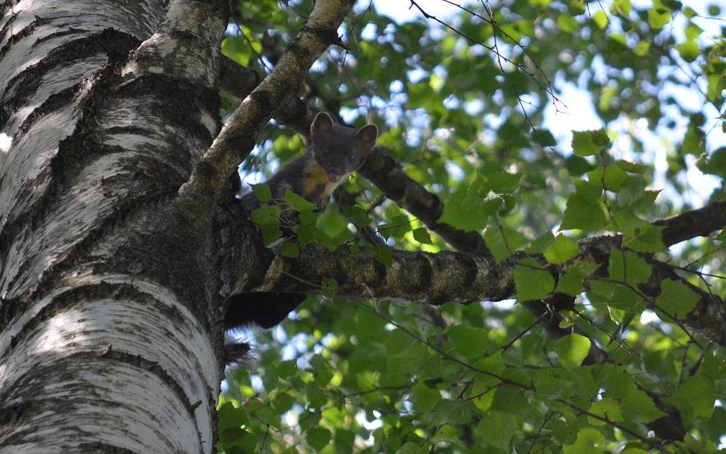 В Измайловском лесопарке лесная куница начала запасаться едой на зиму     - фото 1