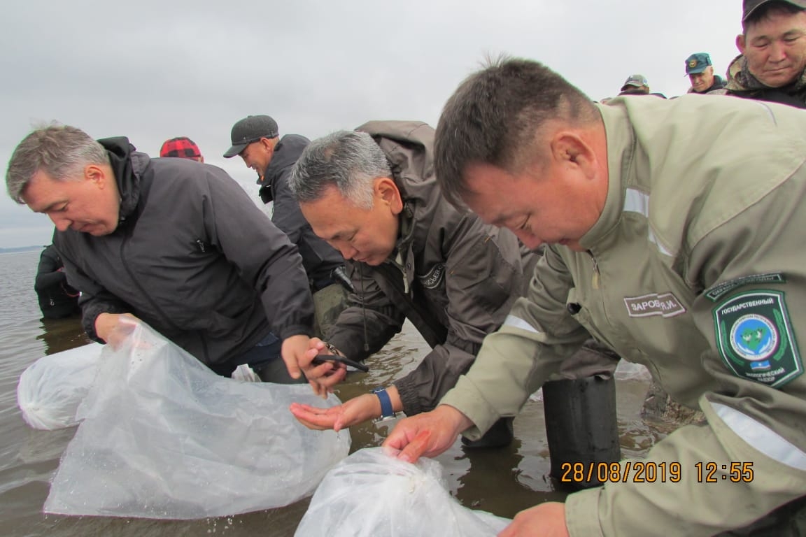 В Якутии проводится работа по созданию маточного стада сиговых пород рыб - фото 5