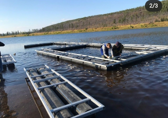 В Якутии проводится работа по созданию маточного стада сиговых пород рыб