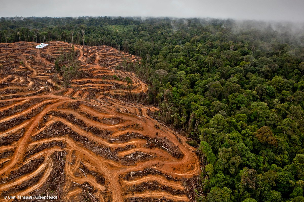 Что происходит с теми регионами Африки, где вырубили тропический лес  - фото 1
