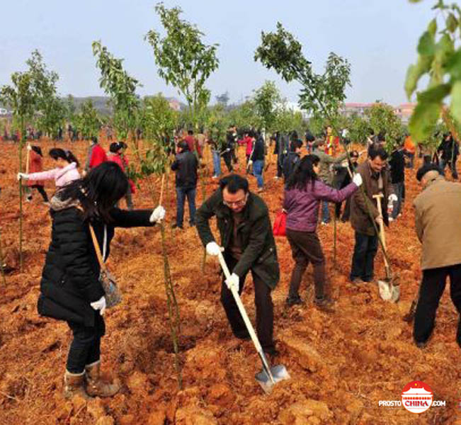 В Китае массово высаживают деревья. Это положительно влияет на климат - фото 1