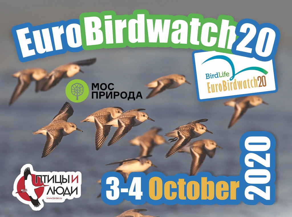 EuroBirdwatch–2020: Мосприрода вместе с волонтерами проведёт народный учет птиц    - фото 1