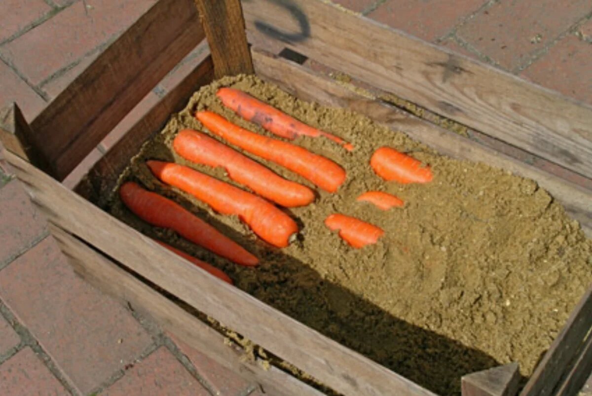 Когда убирать и как хранить морковь - фото 3