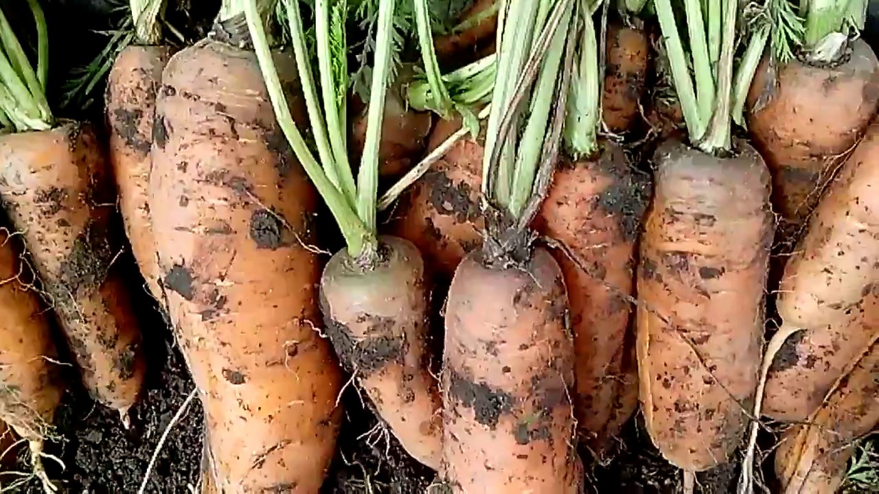 Когда убирать и как хранить морковь - фото 2