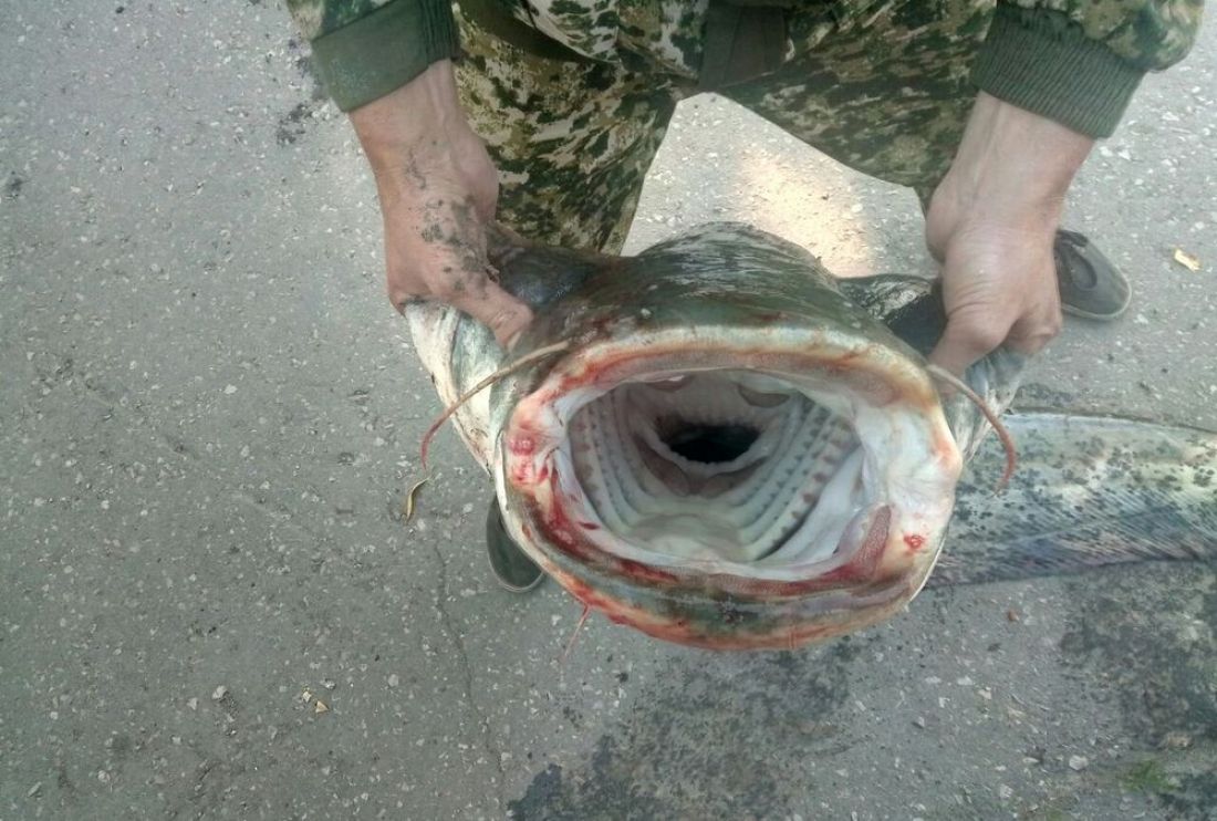 Рыбак из Пензы выловил в реке 31-килограммовое чудище. Фото - фото 1