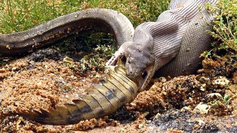Австралийский питон заглотил крокодила - фото 1
