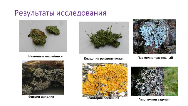 Лишайники ленинградской области фото и описание